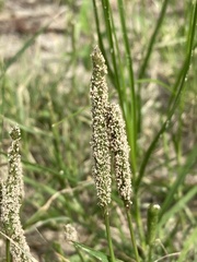 Sporobolus alopecuroides