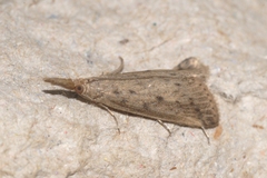 Schoenobius gigantella