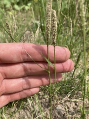 Sporobolus alopecuroides