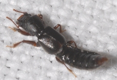 Bledius unicornis