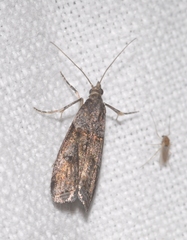 Acrobasis obliqua