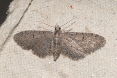 Eupithecia ultimaria