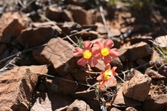 Oxalis inaequalis