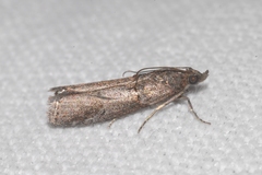 Acrobasis obliqua