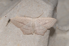 Scopula emutaria