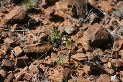 Albuca spiralis