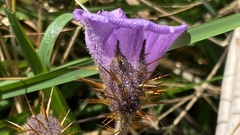 Solanum campanulatum