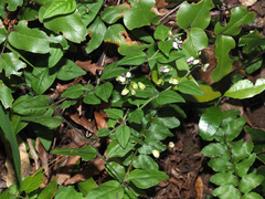 Polygala macowaniana