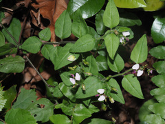 Polygala macowaniana