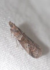 Acrobasis obliqua