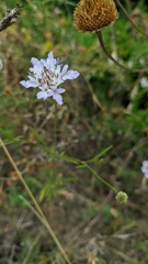 Cephalaria transsylvanica