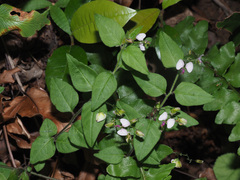 Polygala macowaniana