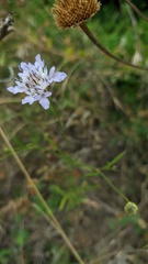 Cephalaria transsylvanica