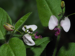 Polygala macowaniana