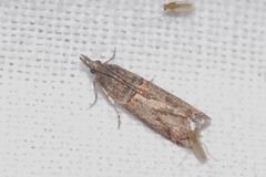 Acrobasis obliqua
