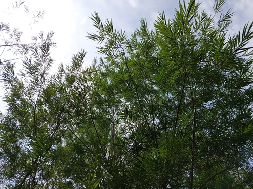 Salix viminalis, photographed by an iNaturalist contributor