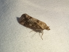 Tegostoma comparalis