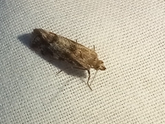 Tegostoma comparalis