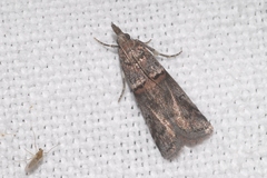 Acrobasis obliqua