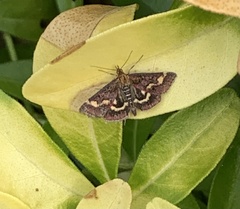 Pyrausta aurata