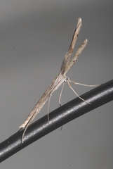 Agdistis heydenii