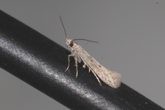 Scrobipalpa obsoletella