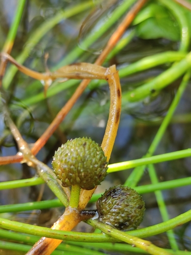 Image of Sagittaria natans by (c) Юлия, some rights reserved (CC BY)