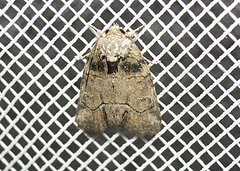 Bryophila tephrocharis