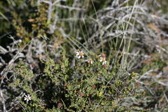 Phymaspermum