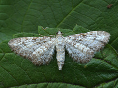Eupithecia subumbrata