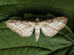Eupithecia subumbrata