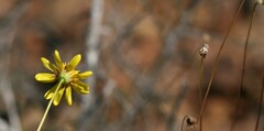 Euryops anthemoides