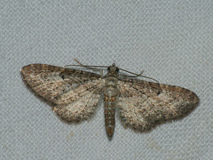 Eupithecia subumbrata