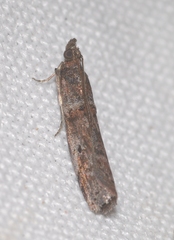 Acrobasis obliqua