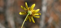 Euryops anthemoides