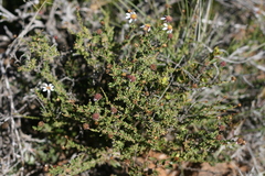 Phymaspermum