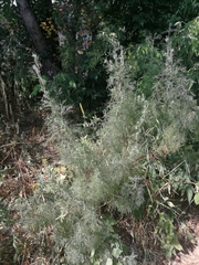 Artemisia abrotanum