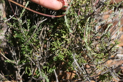 Euryops anthemoides