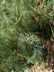 Artemisia abrotanum