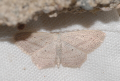 Scopula emutaria