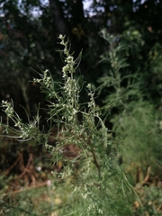 Artemisia abrotanum