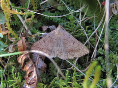 Zanclognatha lunalis