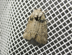 Bryophila tephrocharis