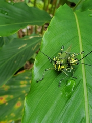Chromacris trogon intermedia