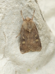 Xestia xanthographa