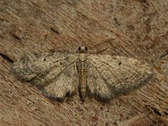 Eupithecia tenuiata