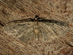 Eupithecia tenuiata