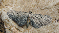 Eupithecia tenuiata