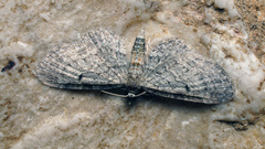 Eupithecia tenuiata