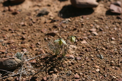 Albuca spiralis